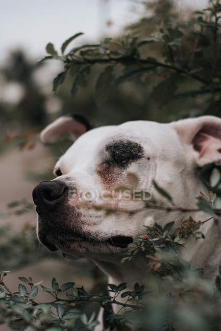 Happy Amstaff dog peering from bush foliage in street — Stock Photo