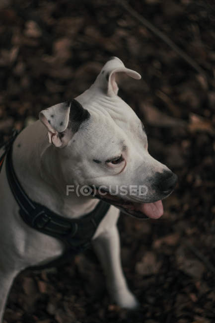 Ângulo alto de cão feliz Amstaff sentado em folhas na rua e furando a língua — Fotografia de Stock
