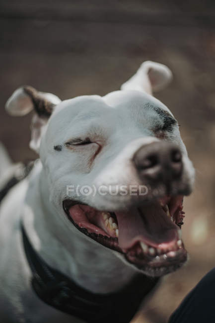 Nahaufnahme eines fröhlichen Staffordshire Terriers mit geöffnetem Maul und geschlossenen Augen, der auf der Straße läuft — Stockfoto