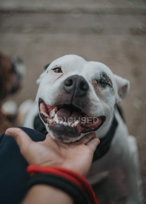 Aufgeregter Staffordshire Terrier mit geöffnetem Maul genießt Herrchen Hand streichelt Haustier auf Straße — Stockfoto
