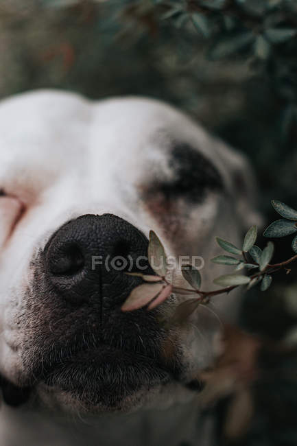 Glücklicher Rettungshund schnüffelt Blätter an Gebüsch auf der Straße, Porträt in Großaufnahme — Stockfoto