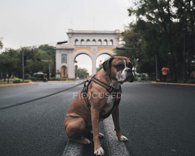 Serious Boxer perro en arnés con correa sentada sobre asfalto en calle urbana y mirando hacia otro lado - foto de stock