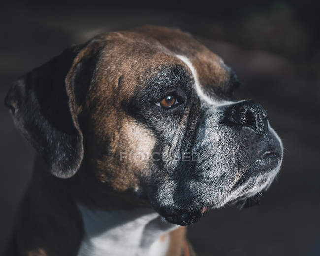 Portrait de chien Boxer regardant loin dans la rue — Photo de stock