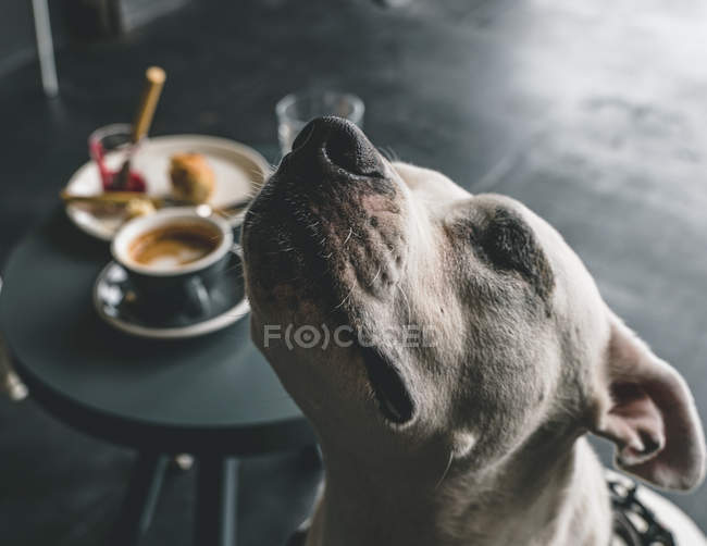 Крупный план спокойного стаффордширского терьера с закрытыми глазами, сидящего у стола с едой — стоковое фото