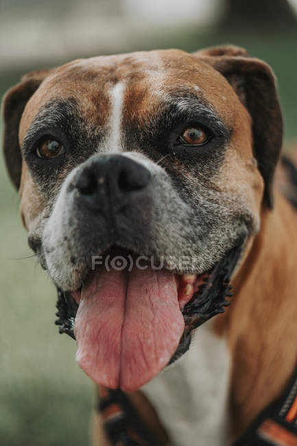 Close-up of adorable Boxer dog with opened mouth sticking out tongue and looking in camera — Stock Photo