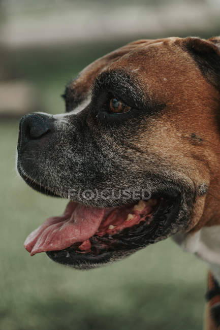 Joyeux chien Boxer regardant loin dans la rue, vue latérale — Photo de stock