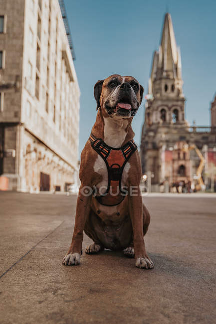 Domestic Boxer dog in harness sitting in street of city — Stock Photo