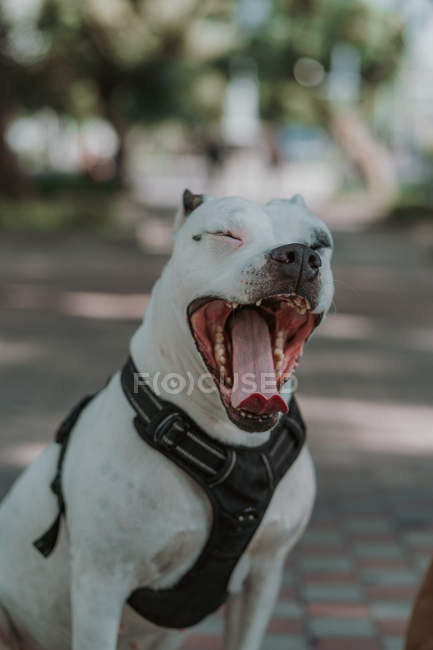 Cansado perro Staffordshire en arnés con boca abierta bostezando como sentado en el suelo en la calle - foto de stock