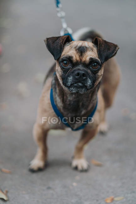 Domestic mixed breed dog standing in street and looking in camera — Stock Photo