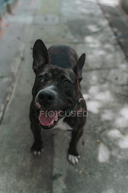 From above of adorable mixed breed dog with opened mouth enjoying walk in street — Stock Photo