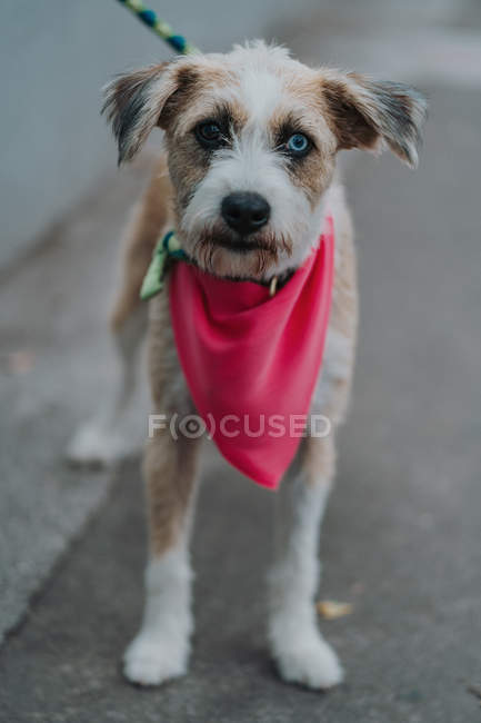 Feliz cão rafeiro com olhos diversos em bandana andando na rua — Fotografia de Stock