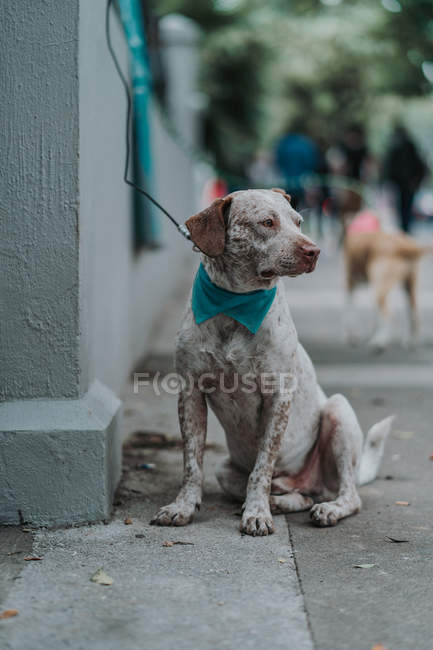 Serio bel cane di razza mista seduto in strada — Foto stock