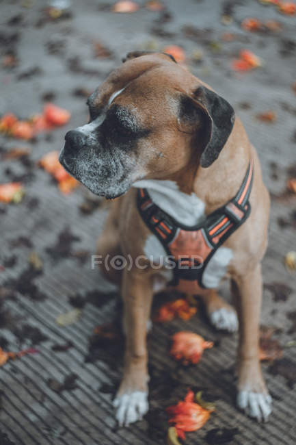 Бытовая собака-боксер сидит на улице с осенними опавшими листьями — стоковое фото