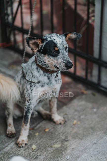 From above of sad dog with black and white fur in collar sitting on chain — Stock Photo