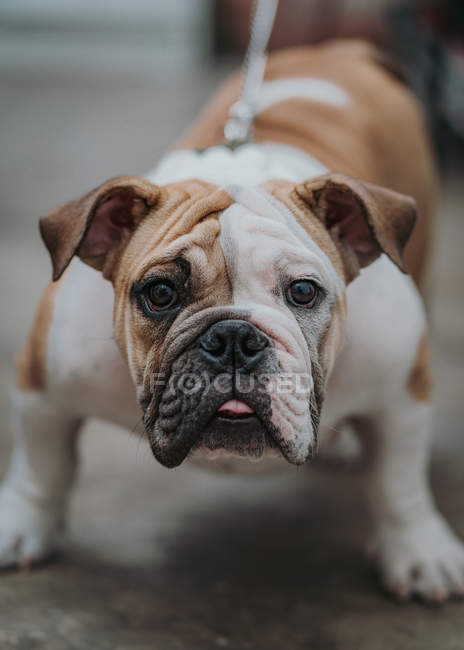 Englische Bulldogge sitzt auf dem Boden und blickt in die Kamera — Stockfoto