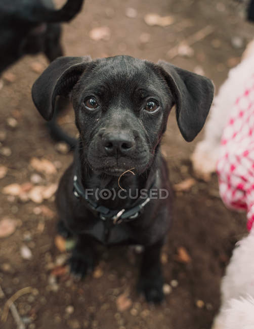 From above of black mixed breed pup in collar sitting on ground in street, looking in camera — Stock Photo