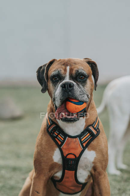Friendly Boxer dog playing with ball in street — Stock Photo