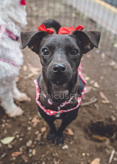 From above of black mixed breed pup in costume sitting on ground in street looking in camera — Stock Photo