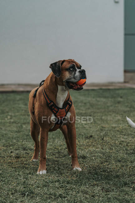 Hausboxerhund im Geschirr mit Ball im Maul steht auf Gras auf der Straße — Stockfoto
