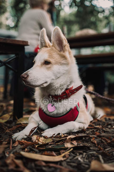 Calm mixed breed dog in dress lying on ground in street, looking away — Stock Photo