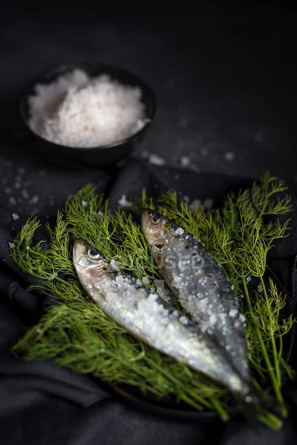 Prepared savory sardines served on dill on plate on black background — Stock Photo