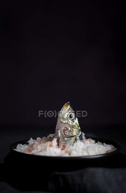 Head of sardine in plate with salt on black background — Stock Photo