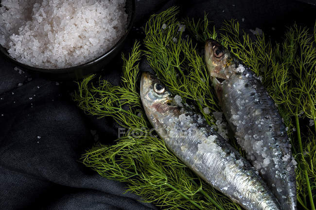 Homemade prepared salted pilchards on dill on plate on black background — Stock Photo