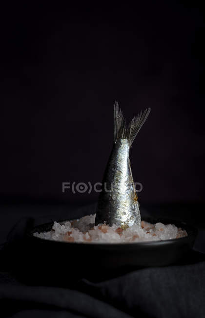 Savory tail of mackerel sticking from plate with salt on black background — Stock Photo