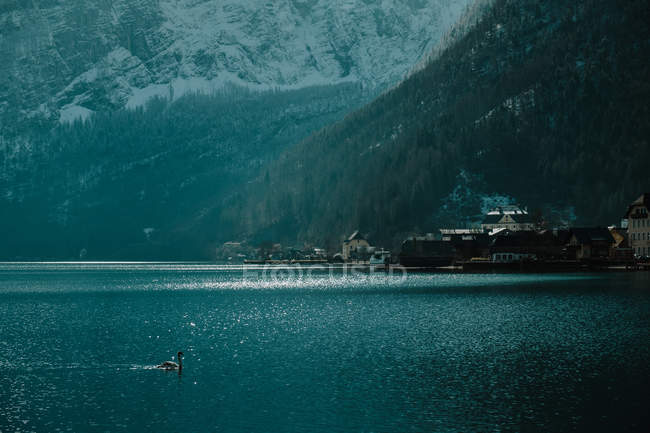 Paisaje sereno con cisne solitario en aguas cristalinas que reflejan el cielo y las montañas nevadas en el día brillante en Hallstatt - foto de stock