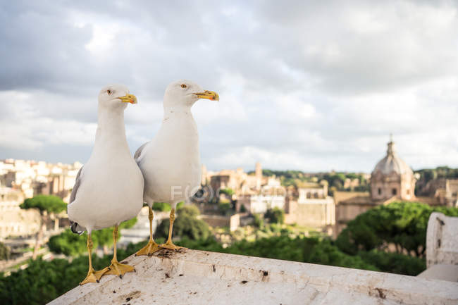 Seagulls sitting on roof of aged building against cloudy sky and streets of Rome, Italy — Stock Photo