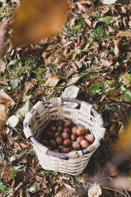 De arriba la cosecha de la avellana sabrosa madura en la cesta de mimbre en el césped lleno de hojas secas en el bosque - foto de stock