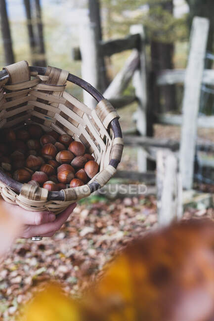 De arriba la cosecha de la avellana sabrosa madura en la cesta de mimbre en el césped lleno de hojas secas en el bosque - foto de stock