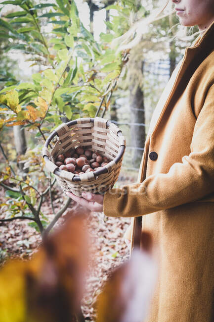 De cima pessoa de colheita mostrando colheita de avelã marrom saboroso maduro em cesta de vime bonito — Fotografia de Stock