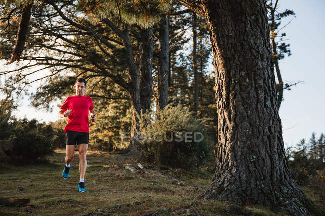 Активный здоровый взрослый мужчина в красной рубашке и черных шортах бегает по средней дороге по лесу в солнечный осенний день — стоковое фото