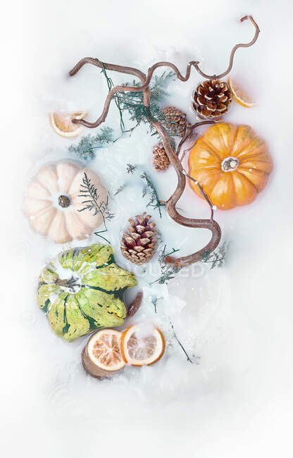 Top view of interesting fashionable disposition of colorful pumpkins and orange slices with cones and tree branches in milk bath — Stock Photo