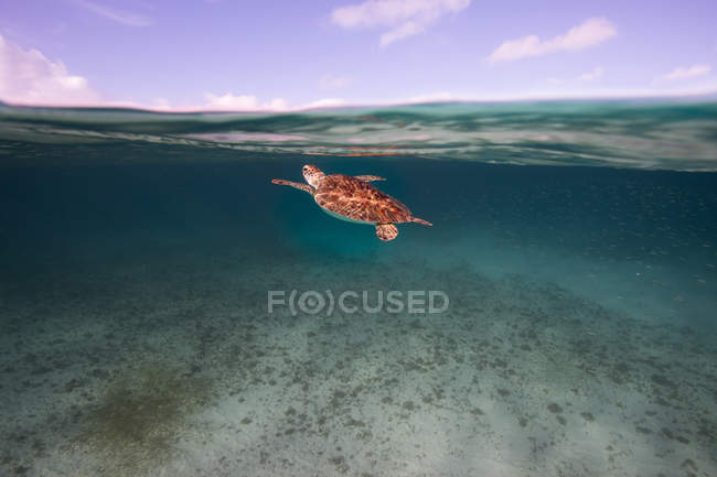 Черепаха плаває у морі під водою. — стокове фото