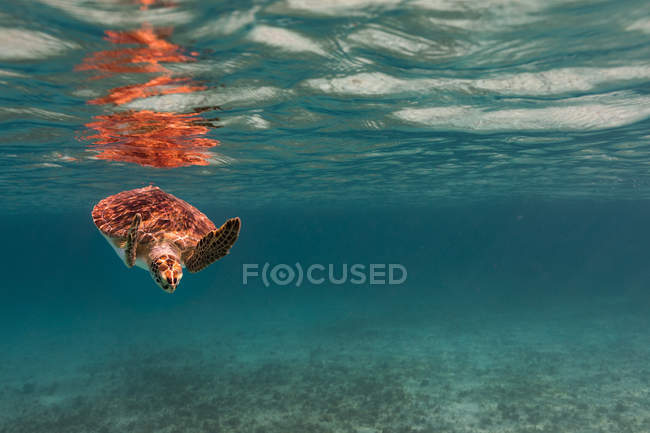 Vista subaquática da tartaruga nadando no mar — Fotografia de Stock