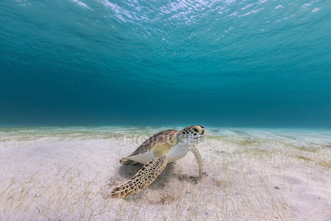 Unterwasserblick der Schildkröte, die im Meer schwimmt — Stockfoto