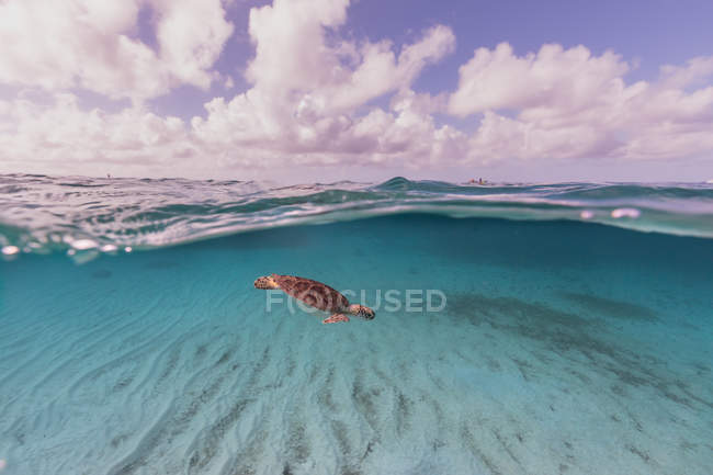 Vista submarina de Tortuga nadando en el mar - foto de stock