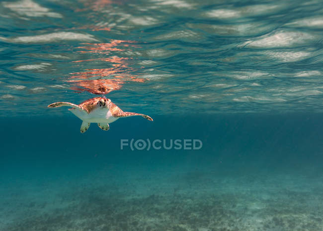 Underwater view of Turtle swimming in sea — Stock Photo