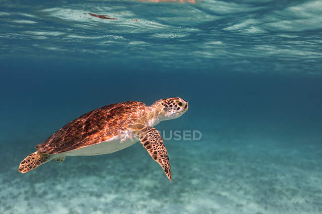 Vue sous-marine de la tortue nageant en mer — Photo de stock
