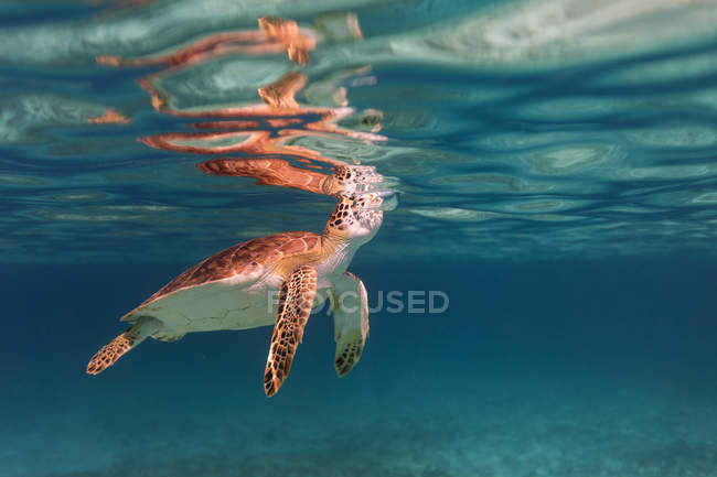 Подводный вид на плавание Черепахи в море — стоковое фото