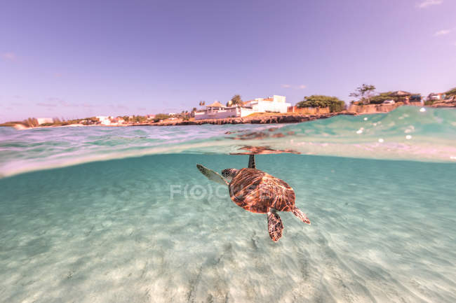 Vista subacquea della tartaruga che nuota in mare — Foto stock