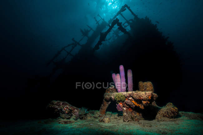 Pink polyps located on rough sea bottom near dark shipwreck in clean sea water — Stock Photo