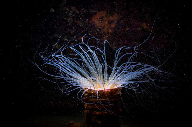 Glowing tube dwelling anemone located in dark black water of clean sea — Stock Photo
