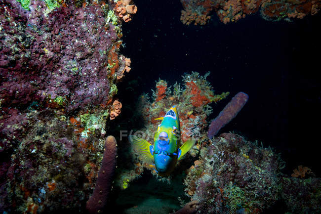 Peces azules nadando cerca de corales - foto de stock