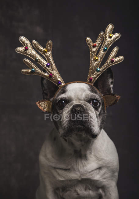 Bulldog francese con corna di renne natalizie dorate su sfondo grigio . — Foto stock