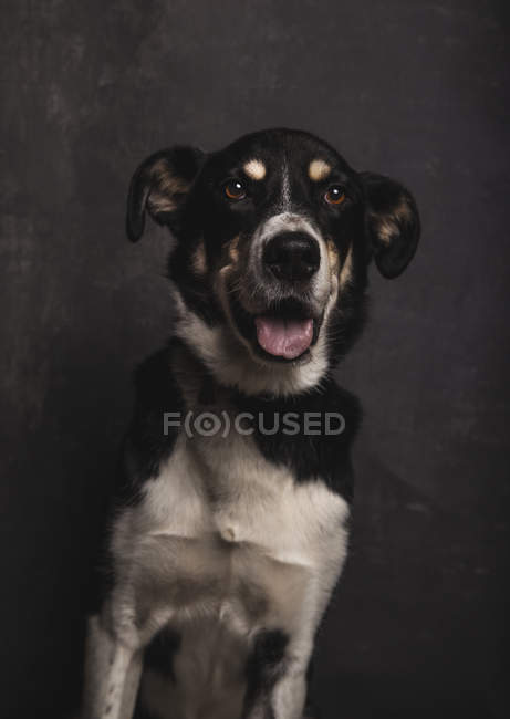 Portrait of mongrel dog with kind eyes in studio on grey background. — Stock Photo
