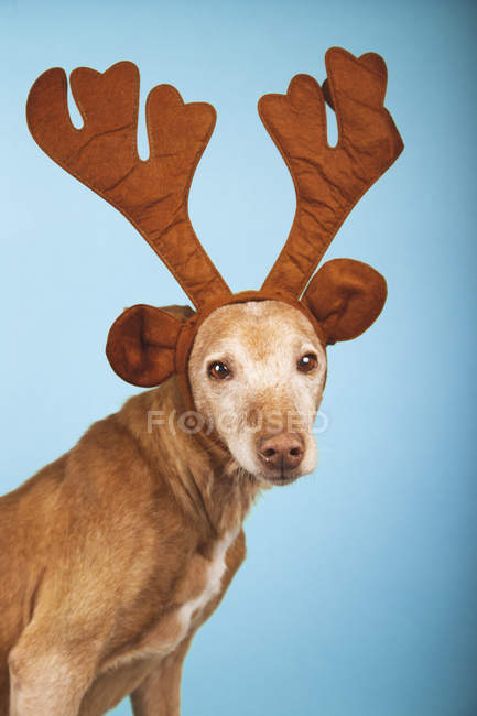 Classic podenco dog portrait with brown Christmas reindeer antlers on blue background. — Stock Photo