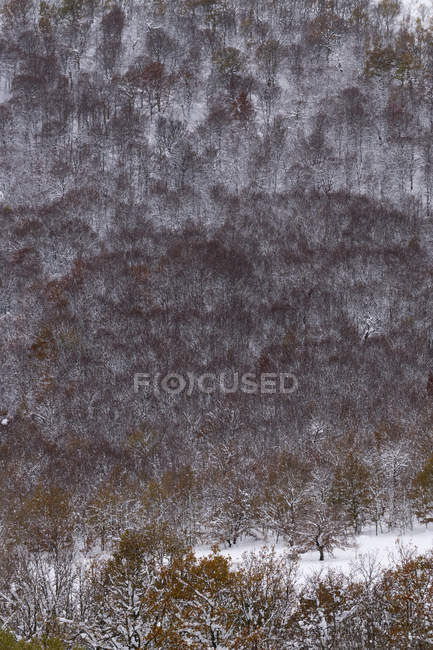 Mit Schnee und Eis bedeckte Buchenwälder in einer nebligen Landschaft im Norden der spanischen Berge — Stockfoto